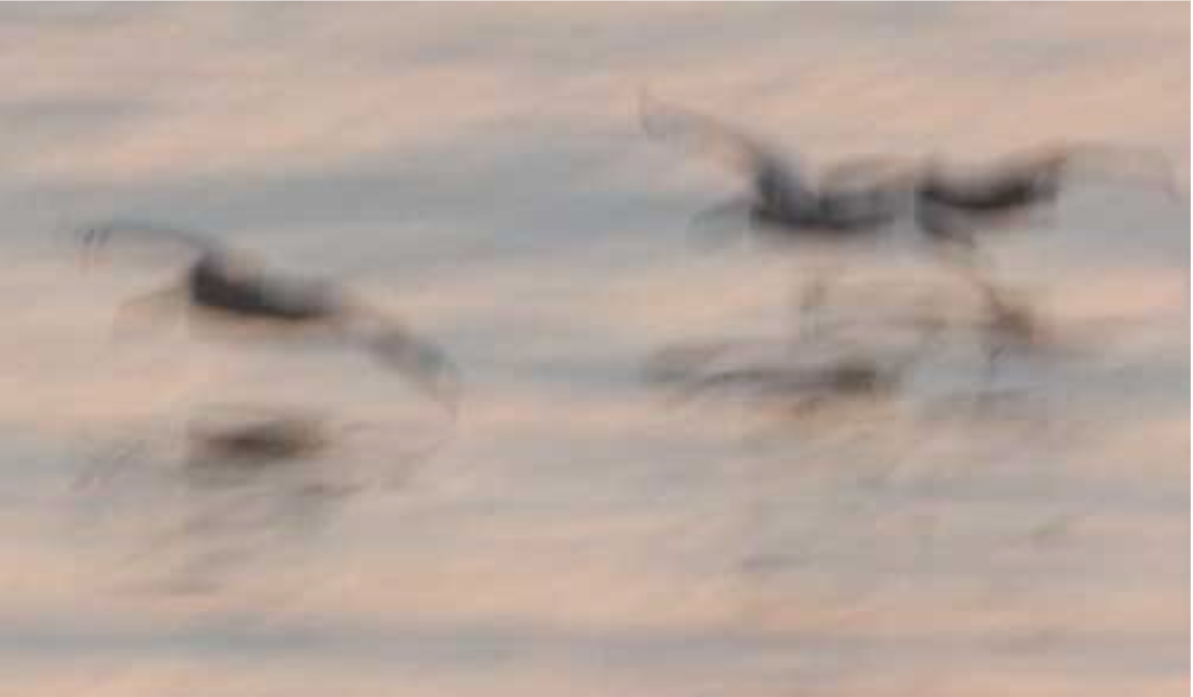 Flying Pelicans II